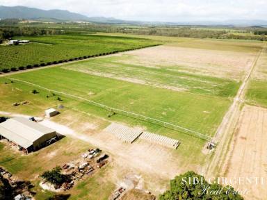 Mixed Farming For Sale - QLD - Mareeba - 4880 - GOOD WATER, ANY CROP YOU DESIRE OR SIMPLY LIFESTYLE WITH INCOME!  (Image 2)