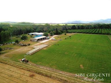 Mixed Farming For Sale - QLD - Mareeba - 4880 - GOOD WATER, ANY CROP YOU DESIRE OR SIMPLY LIFESTYLE WITH INCOME!  (Image 2)