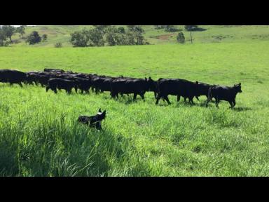 Livestock For Sale - NSW - Kyogle - 2474 - LOCATED IN THE GOLDEN TRIANGLE  (Image 2)