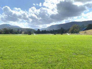 Livestock For Sale - NSW - Kyogle - 2474 - LOCATED IN THE GOLDEN TRIANGLE  (Image 2)