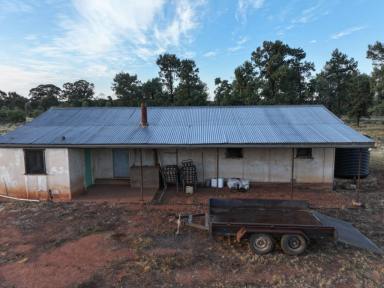 Lifestyle For Sale - NSW - Alleena - 2671 - Your Little Bit Of Bush Paradise  (Image 2)