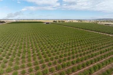 Horticulture For Sale - NSW - Griffith - 2680 - Turn key with further opportunities  (Image 2)