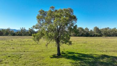 Mixed Farming Sold - NSW - Boggabri - 2382 - WANDO - FOR DEFINITE & OUTRIGHT SALE TO FACILITATE IMMEDIATE RETIREMENT  (Image 2)
