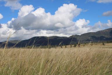 Livestock Sold - NSW - Jerrys Plains - 2330 - Lifestyle & Livestock ! Set in picturesque cattle country, in the heart of the Hunter Valley this grazing/ lifestyle block is sure to impress  (Image 2)