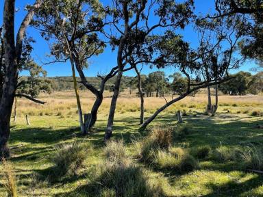 Residential Block Sold - QLD - Stanthorpe - 4380 - Stanthorpe beautiful vacant land prime location  (Image 2)