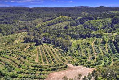 Residential Block Auction - QLD - Ridgewood - 4563 - Serene Paradise Awaits - 20 Acres in Noosa Hinterland Back On the Market  (Image 2)