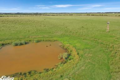 Mixed Farming Sold - VIC - Yarram - 3971 - 53 ACRES - CLOSE TO TOWN  (Image 2)