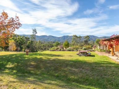 Acreage/Semi-rural Sold - NSW - Bemboka - 2550 - 100 ACRES, GLORIOUS MOUNTAIN VIEWS  (Image 2)