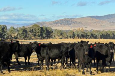 Mixed Farming Auction - NSW - Tooma - 2642 - OUTSTANDING UPPER MURRAY JEWEL  (Image 2)