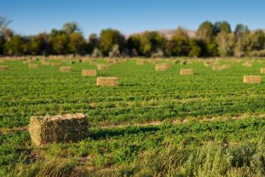 Mixed Farming Sold - NSW - Canowindra - 2804 - RIVERFRONTAGE, 328 ACRES + BUILDING ENTITLEMENT!  (Image 2)