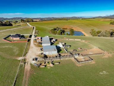 Mixed Farming For Sale - TAS - Rocky Cape - 7321 - Amazing Grazing (Image 2)