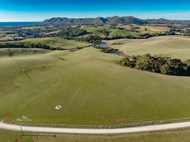 Mixed Farming For Sale - TAS - Rocky Cape - 7321 - Amazing Grazing  (Image 2)