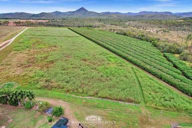 Horticulture For Sale - QLD - Dimbulah - 4872 - IDEAL LIFESTYLE LIVING + FARMING VENTURE  (Image 2)
