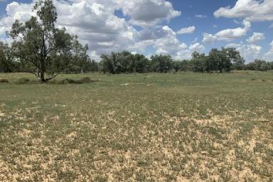 Livestock For Sale - NSW - Gongolgon - 2839 - The Block - Blank Canvas  (Image 2)