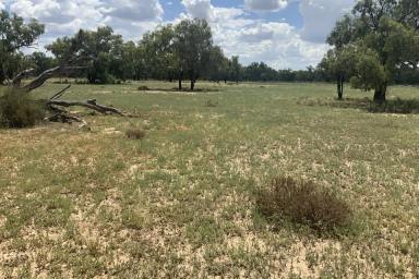 Livestock For Sale - NSW - Gongolgon - 2839 - The Block - Blank Canvas  (Image 2)