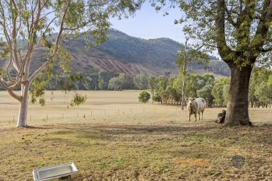 Lifestyle Auction - VIC - Walwa - 3709 - DISCOVER COUNTRY LIVING IN QUALITY LOCATION  (Image 2)