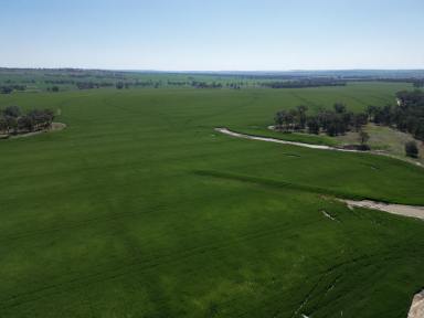 Mixed Farming For Sale - NSW - Warialda - 2402 - For Sale in-one-line or Separate Assets  (Image 2)