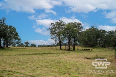 Livestock For Sale - NSW - Glen Innes - 2370 - 'Millencourt'  (Image 2)