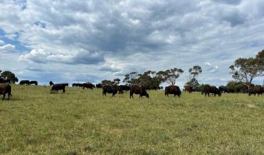 Livestock For Sale - NSW - Tallong - 2579 - Build The Dream Country Retreat  (Image 2)