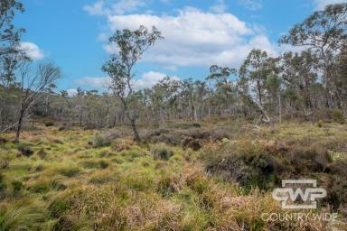 Lifestyle Sold - NSW - Mount Mitchell - 2365 - Stunning 10ha Rural Building Block  (Image 2)