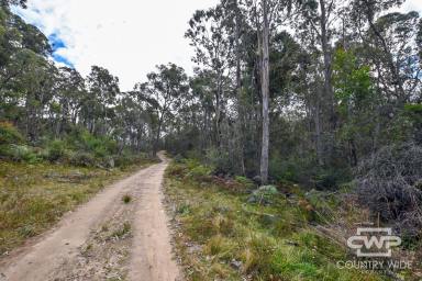 Mixed Farming Sold - NSW - Mount Mitchell - 2365 - Secluded 9.24ha Rural Building Block  (Image 2)