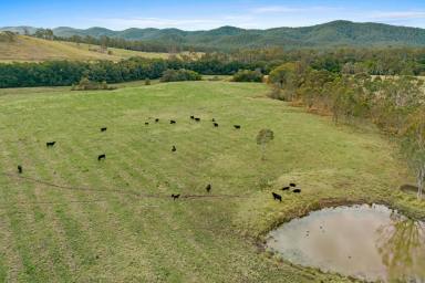 Lifestyle For Sale - NSW - Bulahdelah - 2423 - Prime Grazing Property in the Stunning Markwell Valley  (Image 2)