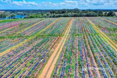 Cropping For Sale - QLD - South Kolan - 4670 - 47 ACRES, 2 TITLES, IRRIGATION, SHED & ENDLESS POTENTIAL  (Image 2)