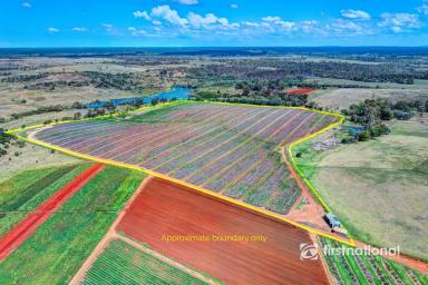 Cropping For Sale - QLD - South Kolan - 4670 - PRIME FARM LAND IN SOUTH KOLAN  (Image 2)