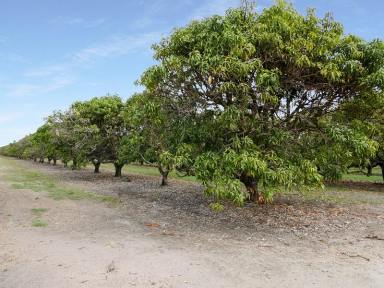 Residential Block For Sale - QLD - Horseshoe Lagoon - 4809 - 5 Acres of Mangoes with Solar Pump  (Image 2)