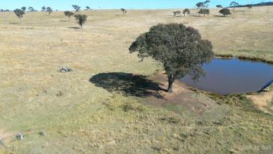 Mixed Farming For Sale - NSW - Gunning - 2581 - Farming or Grazing in a Choice Location  (Image 2)