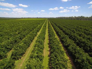 Horticulture For Sale - NSW - Forbes - 2871 - Horticultural Opportunity  (Image 2)