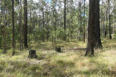 Lifestyle For Sale - NSW - Drake - 2469 - DEEP IN THE FOREST  (Image 2)