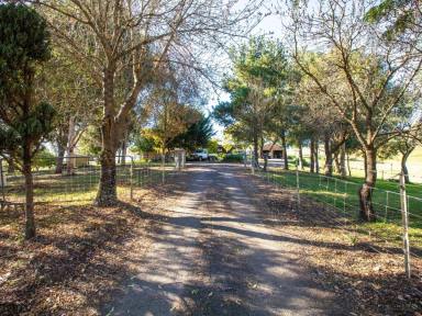 Livestock For Sale - NSW - Candelo - 2550 - EXCEPTIONAL GRAZING  (Image 2)