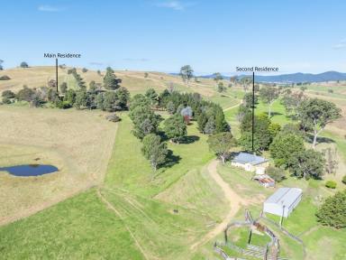 Livestock For Sale - NSW - Candelo - 2550 - EXCEPTIONAL GRAZING  (Image 2)