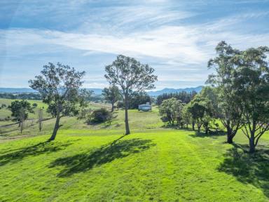 Livestock For Sale - NSW - Candelo - 2550 - EXCEPTIONAL GRAZING  (Image 2)