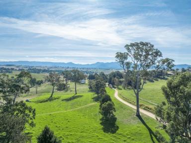 Livestock For Sale - NSW - Candelo - 2550 - EXCEPTIONAL GRAZING  (Image 2)