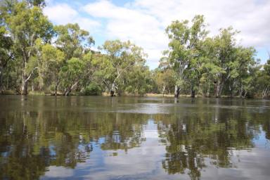 Lifestyle For Sale - VIC - Benjeroop - 3579 - MURRAY RIVER FRONTAGE!!! PRICE REDUCED  (Image 2)