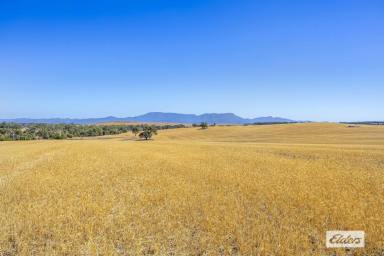 Cropping Sold - VIC - Willaura North - 3379 - 'Cunnagher' 783 acres Quality Cropping/Grazing  (Image 2)