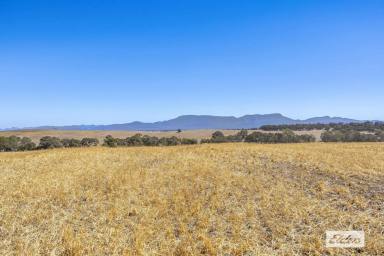 Cropping Sold - VIC - Willaura North - 3379 - 'Cunnagher' 783 acres Quality Cropping/Grazing  (Image 2)