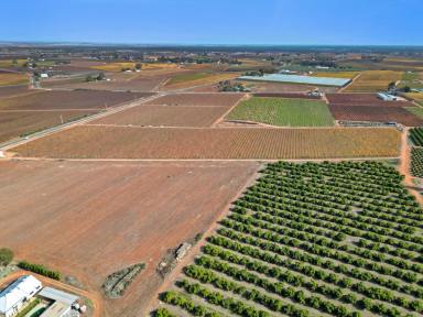 Horticulture For Sale - VIC - Red Cliffs - 3496 - A farming lifestyle  (Image 2)