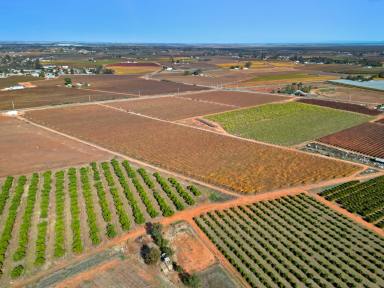 Horticulture For Sale - VIC - Red Cliffs - 3496 - A farming lifestyle  (Image 2)