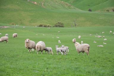 Other (Rural) Sold - VIC - Krowera - 3945 - Grazing Lifestyle Combination - Krowera - South Gippsland  (Image 2)