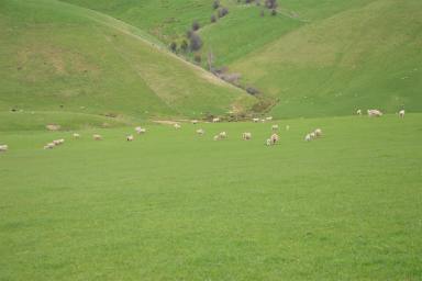 Other (Rural) Sold - VIC - Krowera - 3945 - Grazing Lifestyle Combination - Krowera - South Gippsland  (Image 2)