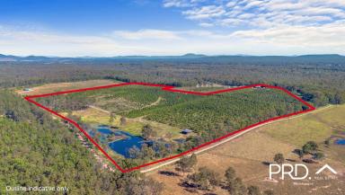 Commercial Farming For Sale - QLD - Owanyilla - 4650 - For Sale- 98 acres* on 4 titles with 100 meg water allocation  (Image 2)