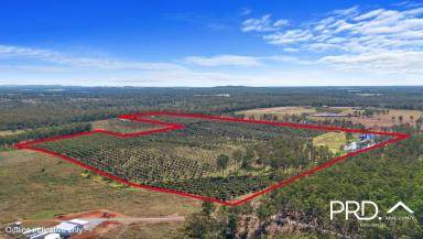 Commercial Farming For Sale - QLD - Owanyilla - 4650 - For Sale- 98 acres* on 4 titles with 100 meg water allocation  (Image 2)