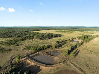 Livestock For Sale - QLD - Millmerran - 4357 - "Silverdale"  (Image 2)