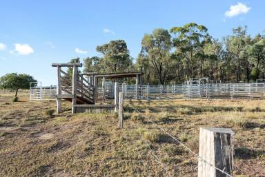 Livestock For Sale - QLD - Millmerran - 4357 - "Silverdale"  (Image 2)