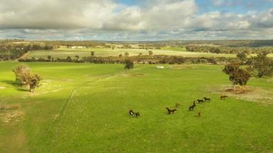 Mixed Farming For Sale - WA - Wandering - 6308 - WANDERING FARM!  (Image 2)