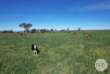 Other (Rural) For Sale - NSW - Tamworth - 2340 - Buy it today and start making money tomorrow!  (Image 2)