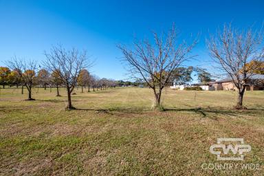 Residential Block For Sale - NSW - Glen Innes - 2370 - Spacious Block In Glen Innes  (Image 2)